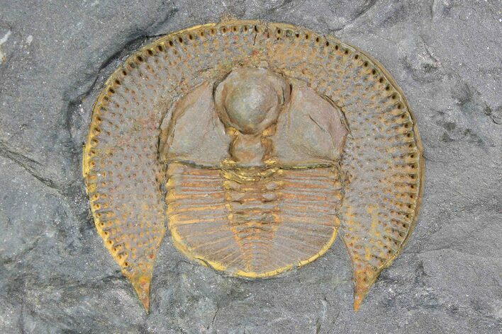 Orange Declivolithus Trilobite (Pos/Neg Split) Morocco #92492